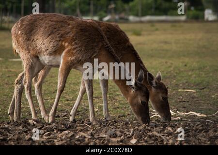 Due deers di fiaba (Dama dama) che pascolano in un pascolo e che spellano il loro cappotto invernale Foto Stock