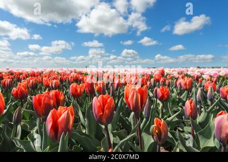 tulipani arancioni e rosa durante la giornata di sole Foto Stock