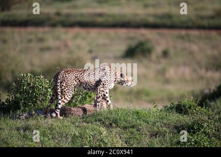 Un ghepardo cammina tra erba e cespugli nella savana del Kenya Foto Stock