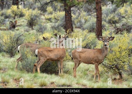 USA, Pacifico nord-occidentale, Oregon, centrale, Bend, Rancho las hierbas, Mule cervi buck Foto Stock