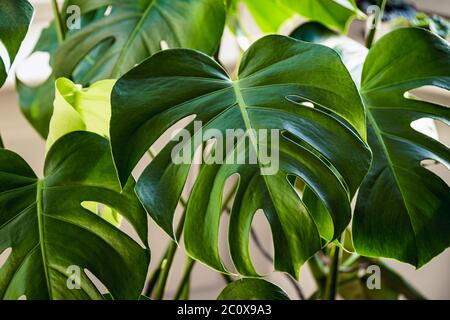Foglie verdi grandi di una fabbrica svizzera di formaggio, aka monstera deliziosa al chiuso. Foto Stock