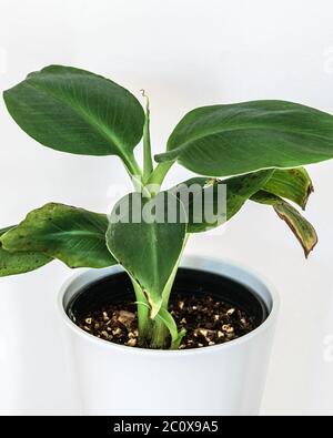 Piccola pianta di banana di Musa Dwarf Cavendish su sfondo bianco. Splendido dettaglio esotico di piante domestiche. Foto Stock