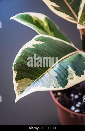 Close-up on the variegated foliage of ficus elastica var. "Tineke" houseplant on a dark grey background. Trendy houseplant detail against dark backdro Foto Stock