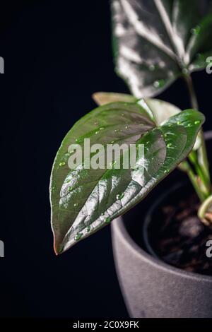 Syngonium eritrophyllum 'freccia rossa' pianta domestica con foglie lucide e gocce d'acqua su uno sfondo scuro. Foto Stock