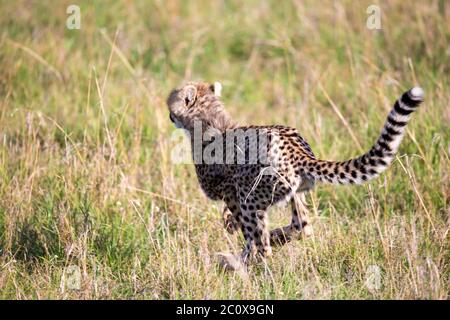 Un ghepardo cammina tra erba e cespugli nella savana del Kenya Foto Stock