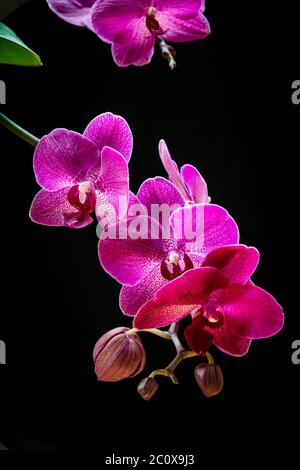 Orchidea di falena (orchidea di falaenopsis) su uno sfondo nero. Primo piano su splendidi fiori magenta di una pianta esotica e alla moda su sfondo nero. Foto Stock