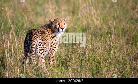 Un ghepardo cammina tra erba e cespugli nella savana del Kenya Foto Stock