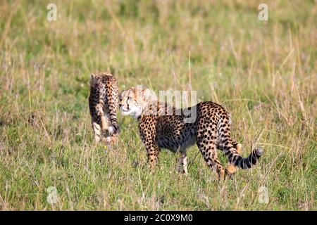 Un ghepardo cammina tra erba e cespugli nella savana del Kenya Foto Stock