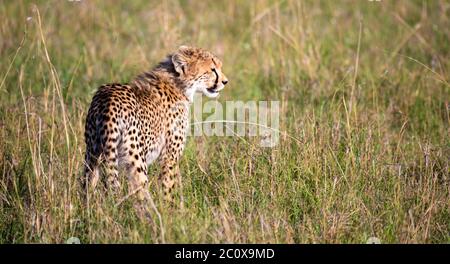 Un ghepardo cammina tra erba e cespugli nella savana del Kenya Foto Stock
