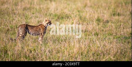 Un ghepardo cammina tra erba e cespugli nella savana del Kenya Foto Stock