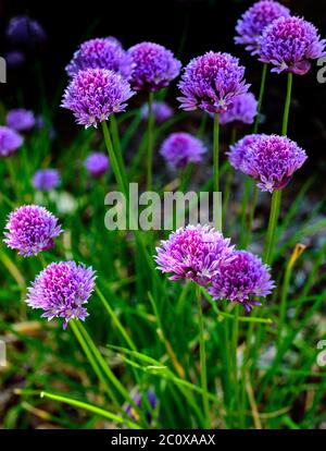 Erba cipollina con fiore viola caratteristico Foto Stock