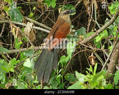 Ritratto di Coccal (Centropus superciliosus) con coda sparsa in un folto cespuglio aggrovigliato nel Parco Nazionale di Tsavo Est, Kenya, Africa Foto Stock