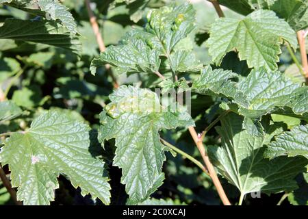 Malattia di Redcurry. Puccinia ribesii caricis. Antracnosio. Afidi galliche. Il bush infetto di bacche con foglie un fungino danneggiato. Afide blister di curry Foto Stock