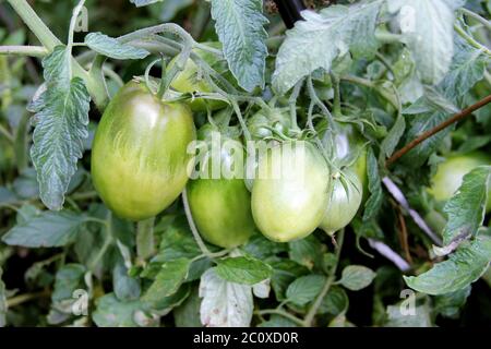 I pomodori nuovi stanno maturando sul cespuglio. Raccolto biologico nel giardino rurale Foto Stock