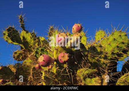Il verde di fico d'India foglia di Cactus Foto Stock