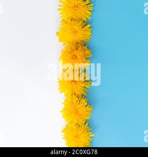 Primo piano di una linea di fiori di dente di leone giallo brillante su sfondo bianco e blu, vista dall'alto. Foto Stock