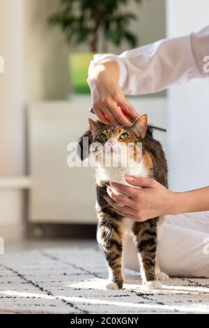 Donna proprietario combing, graffiando il suo gatto. Foto Stock