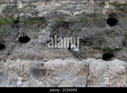 European Sand Martin (Riparia riparia) al tunnel di nidificazione 09-06-2020 Foto Stock