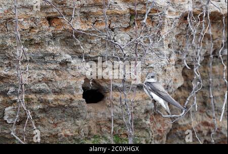 European Sand Martin (Riparia riparia) al tunnel di nidificazione 09-06-2020 Foto Stock