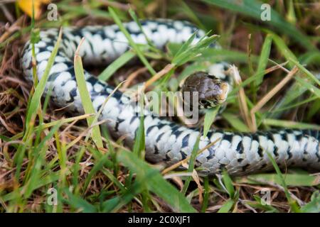 Serpente di erba morta, Natrix natrix, catturato da un gatto in giardino Foto Stock