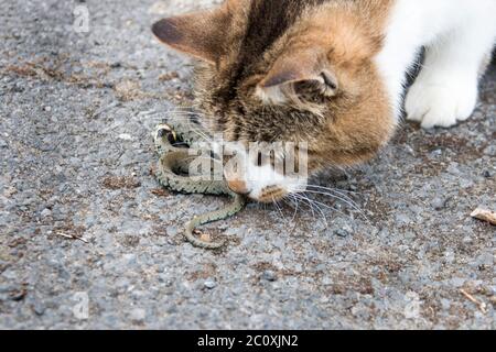 Serpente di erba morta, Natrix natrix, catturato da un gatto in giardino Foto Stock