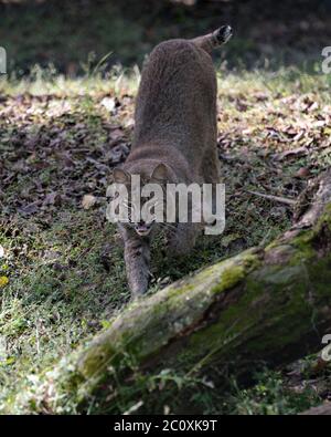 Bobcat vicino a piedi e guardando la telecamera mentre mostra il suo corpo, testa, le orecchie, gli occhi, il naso, la bocca la coda,e godere del suo ambiente e surround Foto Stock