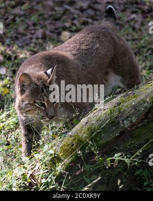 Bobcat vicino a piedi e guardando la telecamera mentre mostra il suo corpo, testa, le orecchie, gli occhi, il naso, la bocca la coda,e godere del suo ambiente e surround Foto Stock