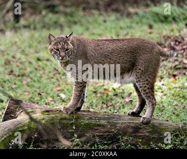 Bobcat guardando a voi di mostrare il corpo, Testa, occhi, orecchie, naso, i piedi con un bel sfondo del fogliame nei dintorni e l'ambiente. Foto Stock