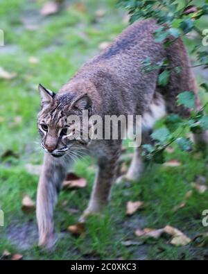 Bobcat primo piano a piedi mostrando il suo corpo, testa, orecchie, occhi, naso, bocca e godendo il suo ambiente e dintorni. Foto Stock