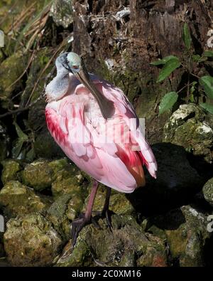 Roseate Spoonbill uccello primo piano profilo vista in piedi su rocce muschio e la pulizia delle sue belle piume rosa piume piumaggio e godendo il suo ambiente Foto Stock