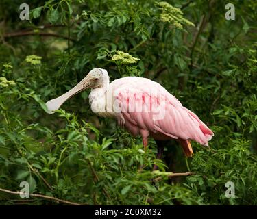 Roseate Spoonbill uccello appollaiato su ramo albero con uno sfondo verde che pulisce la sua bella piume rosa colorato piumaggio nel suo ambiente. Foto Stock