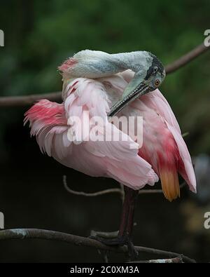 Roseate Spoonbill uccello primo piano profilo appollaiato su un ramo di pulizia delle sue piume rosa piume ali con sfondo sfocato nei suoi dintorni. Foto Stock