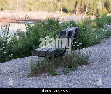 Prato Marguerite Wildflowers con una panchina accanto a un laghetto con fogliame e acqua che mostra il paesaggio estivo. Foto Stock