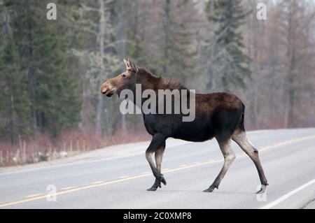 Moose animale che attraversa l'autostrada nella stagione invernale con un bokeh sfondo nei suoi dintorni e l'ambiente. Foto Stock