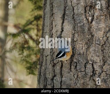 Nuthatch uccello rosso-breasted arroccato su un ramo di albero con sfondo sfocato nel suo ambiente e dintorni. Foto Stock