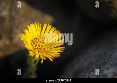 Giallo coltsfoot fiore tra pietre closeup. Primula primaverile. Messa a fuoco morbida selettiva. Foto Stock