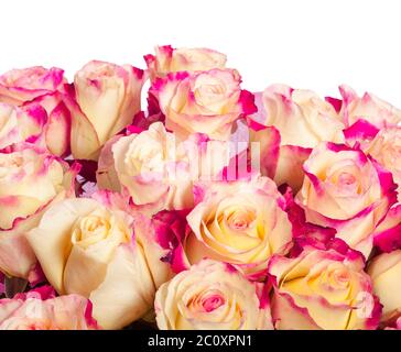 Rosa e giallo rose sfondo Foto Stock