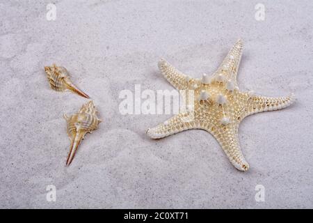 Stelle marine e due conchiglie su una sabbia verde Foto Stock