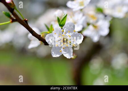 Alberi in fiore nel giardino d'autunno in una giornata di sole Foto Stock