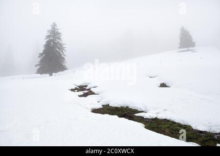 mountain spring and trees in winter fog Foto Stock