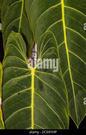 Foglie di Filodendro d'oro nero (Filodendron melanochrysum) Foto Stock