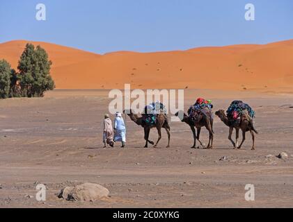 Autista di cammello in Marocco al deserto Erg Chebbi Foto Stock