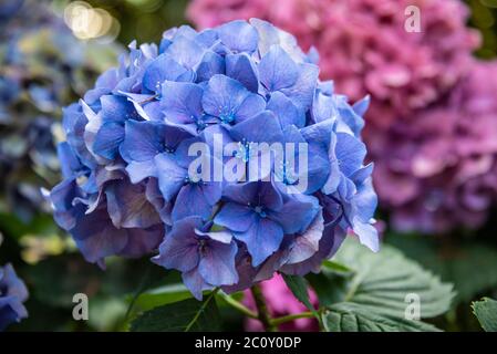 Hydrangee colorate nel campus dell'Università della Georgia ad Atene, Georgia. (STATI UNITI) Foto Stock