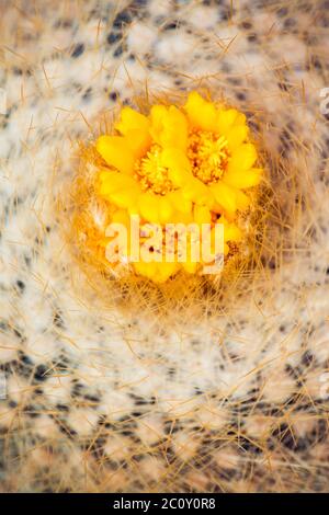 cactus fiorito in giardino Foto Stock