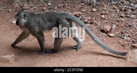 scimmia camminare nella sporcizia in Thailandia, giungla grotta asia Foto Stock