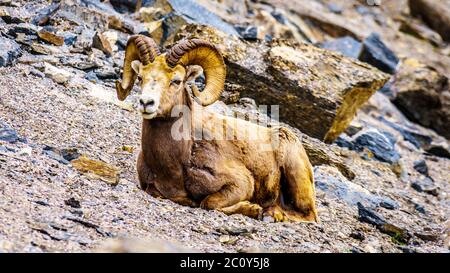 Pecore Bighorn che si stendono nel Jasper National Park, Alberta Foto Stock