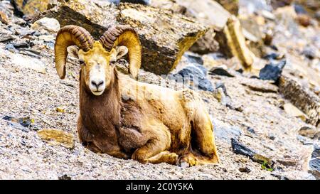 Pecore Bighorn che si stendono nel Jasper National Park, Alberta Foto Stock