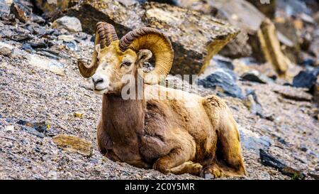 Pecore Bighorn che si stendono nel Jasper National Park, Alberta Foto Stock