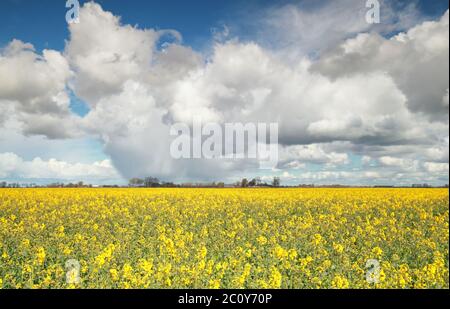 campo di fiori di colza e cielo blu Foto Stock
