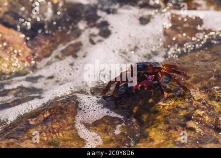 Bagnate il granchio di mare sulla pietra su una soleggiata giornata estiva Foto Stock